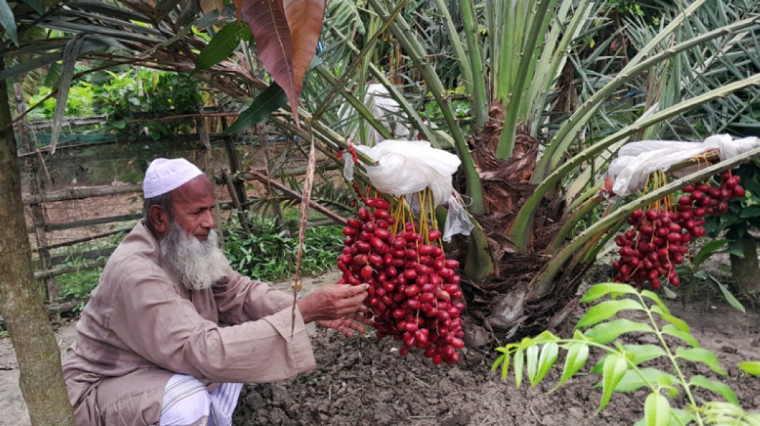 নন্দীগ্রামে আজোয়া খেজুর চাষ করে সফল আবু হানিফা