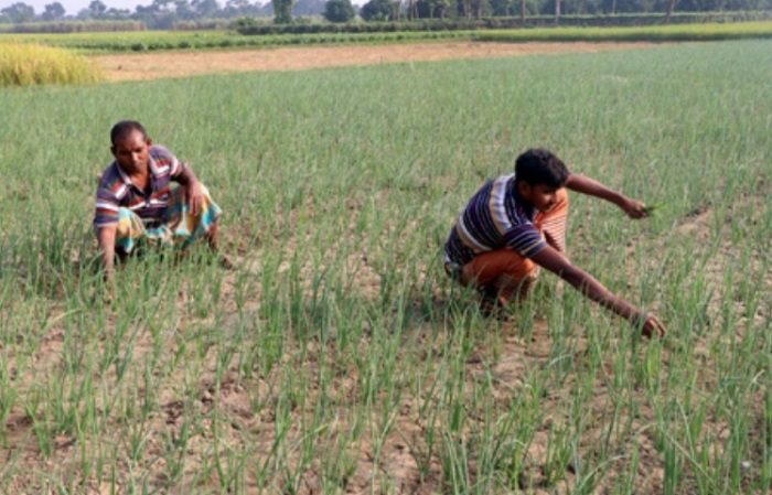 রেকর্ড পেঁয়াজ চাষেও রাজশাহীর কৃষকের মাথায় হাত